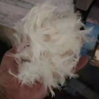 出售鸭毛，货在吴江，有几百公斤，能用上的联系
